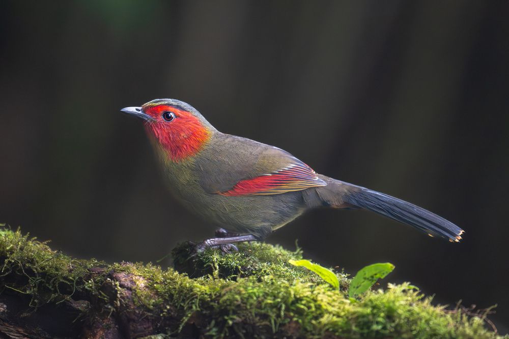 Scarlet-faced liocichla