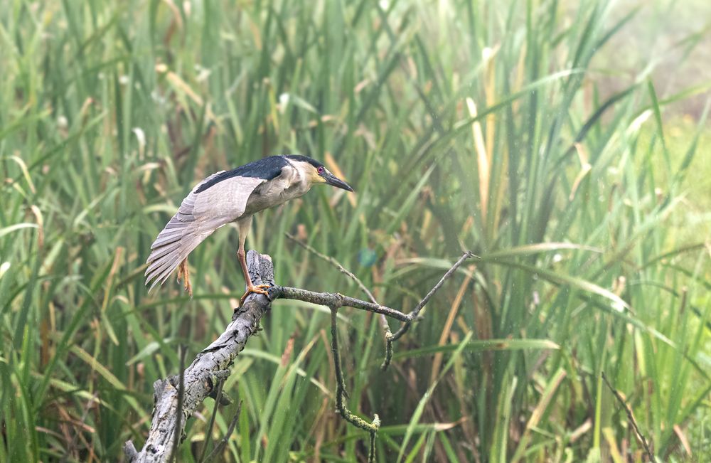 Фотография автора Camilo Rojas