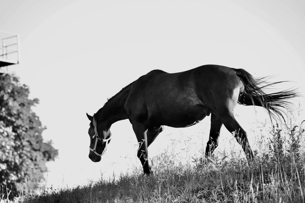 Photograph by Марина Аникина