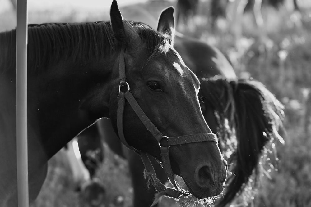 Photograph by Марина Аникина