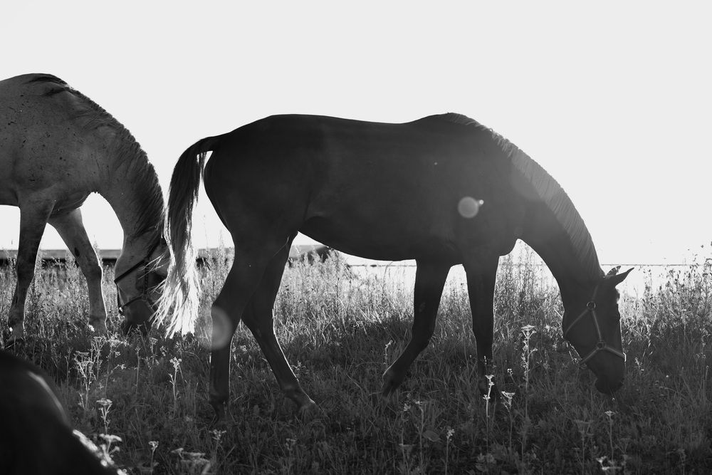 Photograph by Марина Аникина