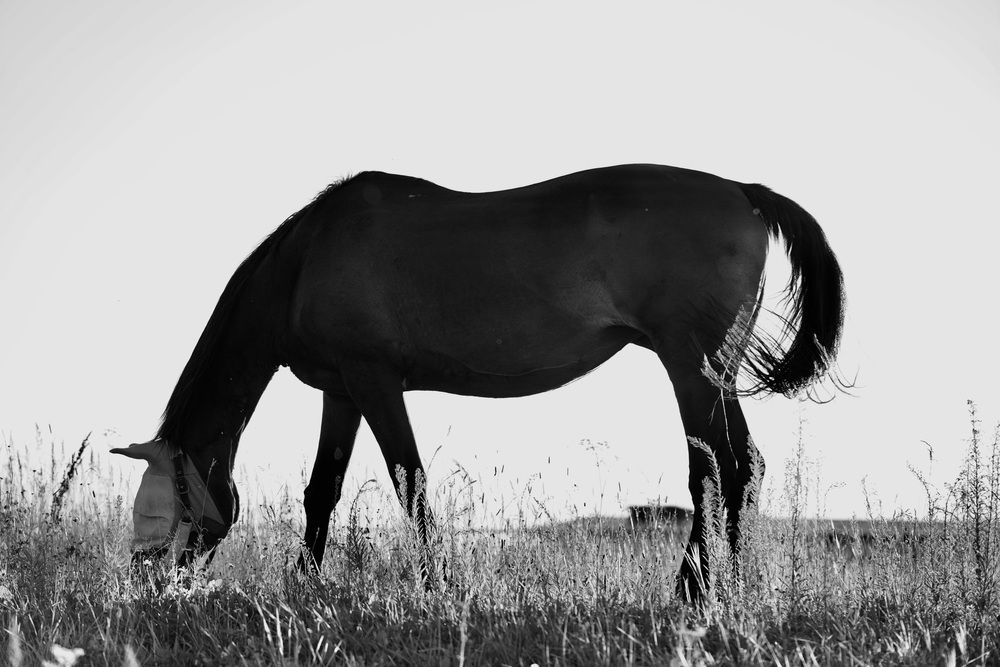 Photograph by Марина Аникина