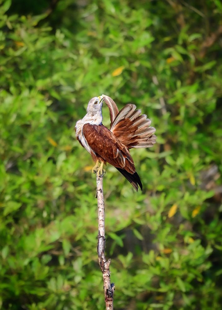 Brahminy Kite