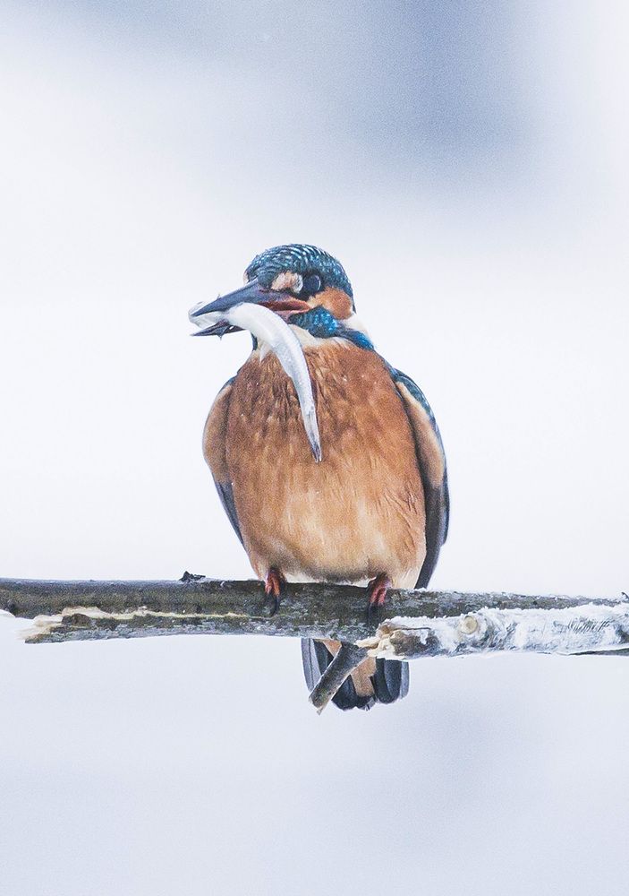 Photograph by Ольга Левакова