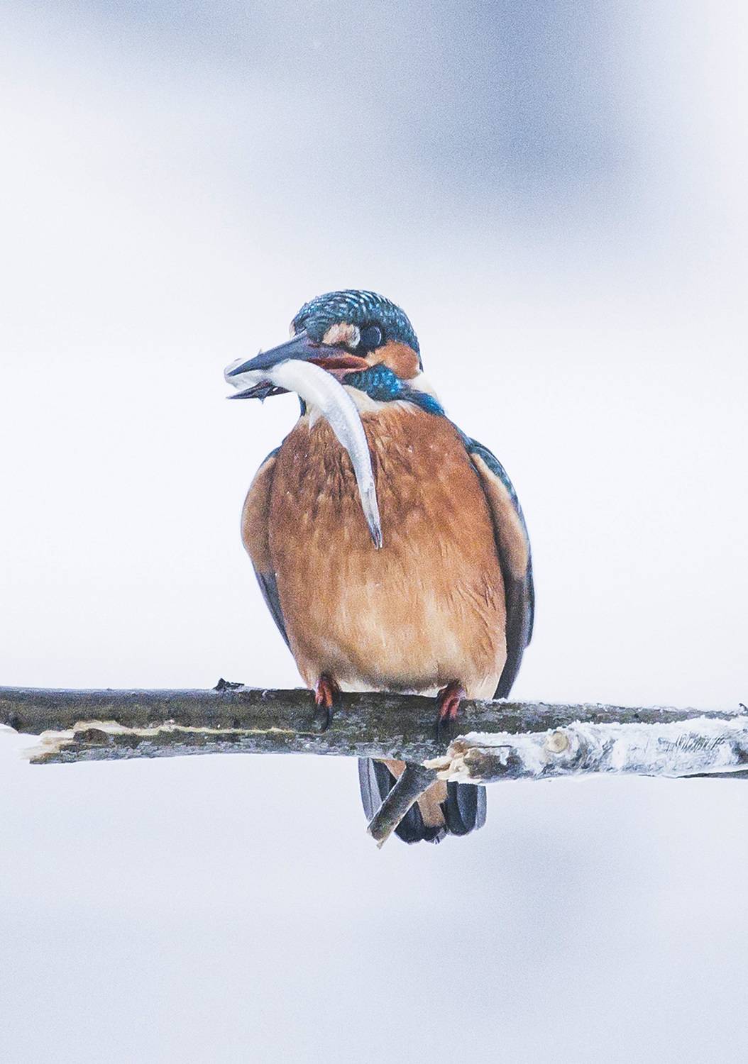 Фотография #13114796