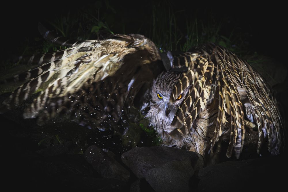 Фотография автора Nagai Go