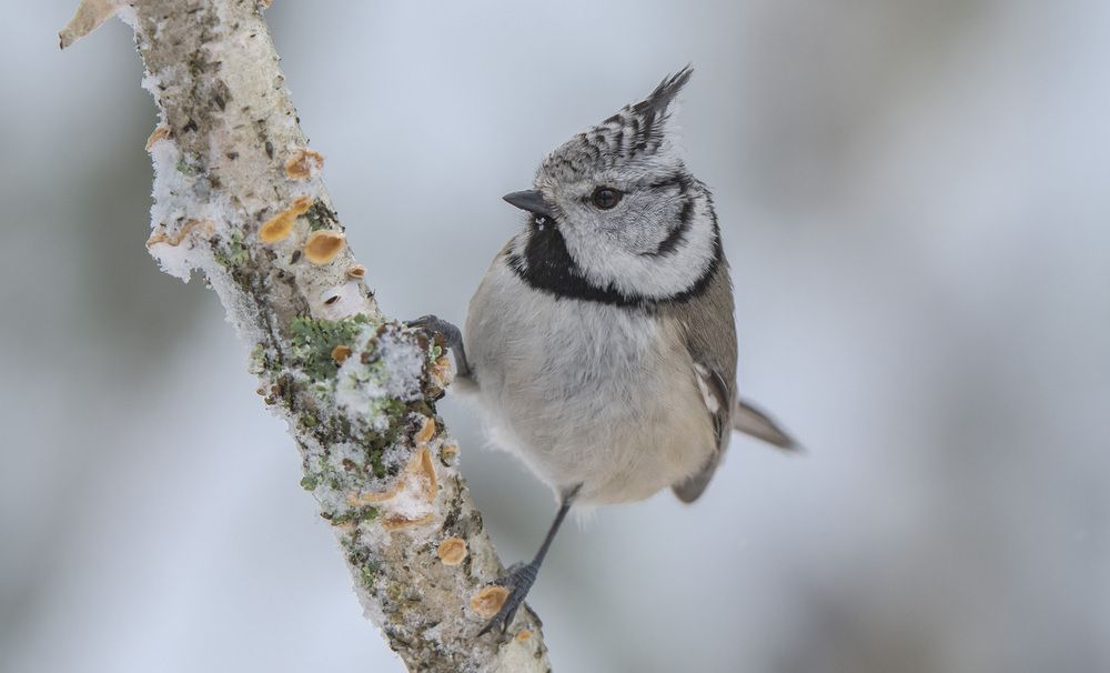 Хохлатая синица