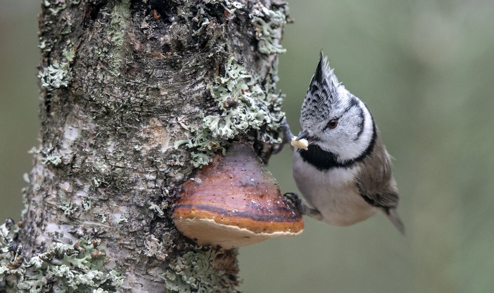 Хохлатая синица