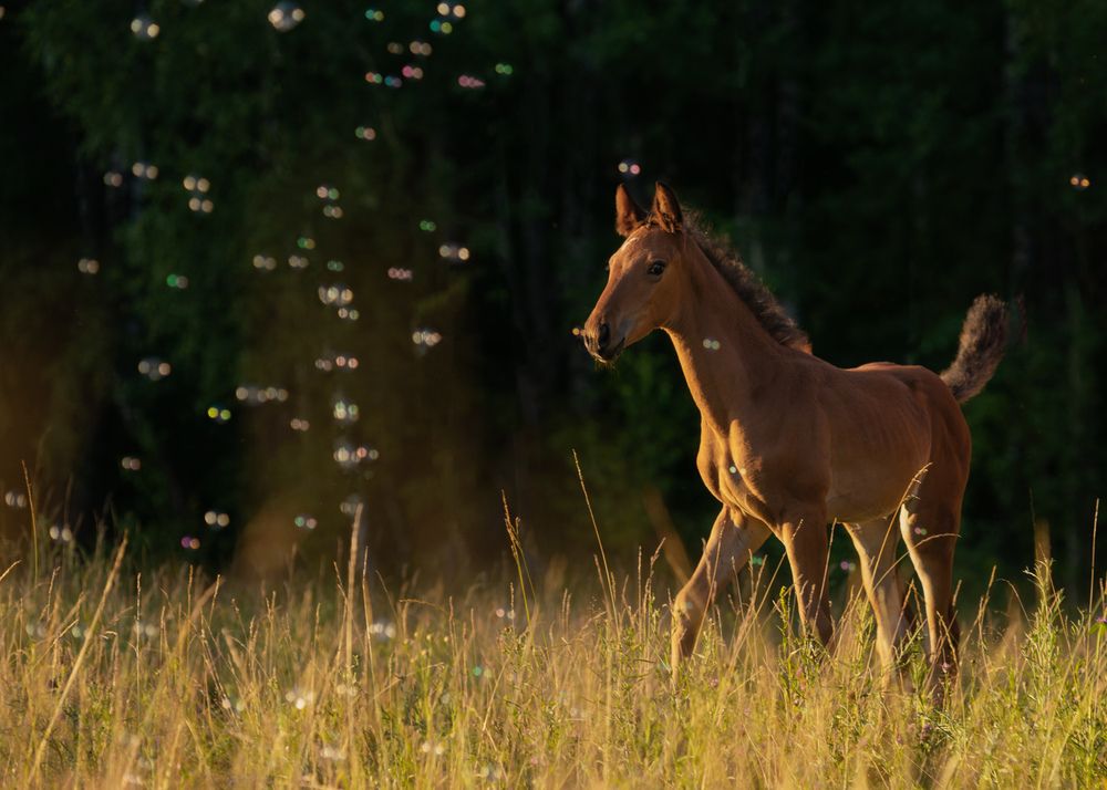 Мыльные пузыри