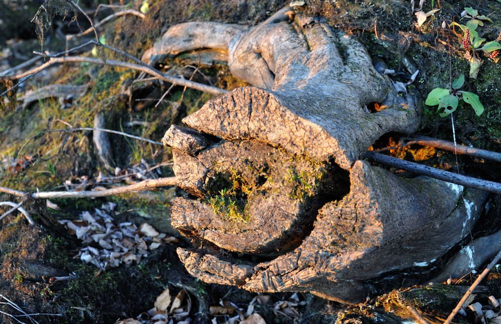 Фотография автора Андрей Куликов