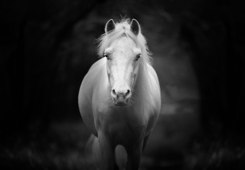 Фотография #13115278