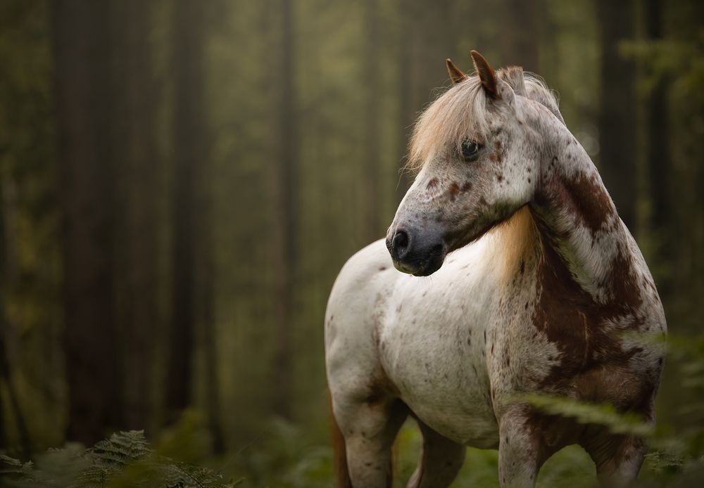 Photograph by Annemarie Visser