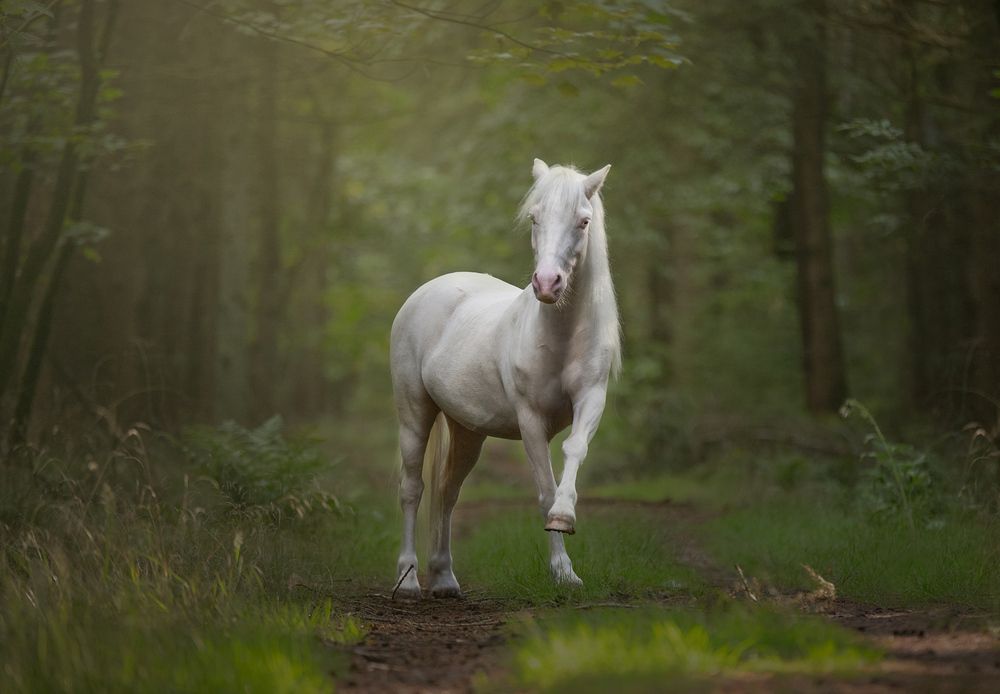 Photograph by Annemarie Visser