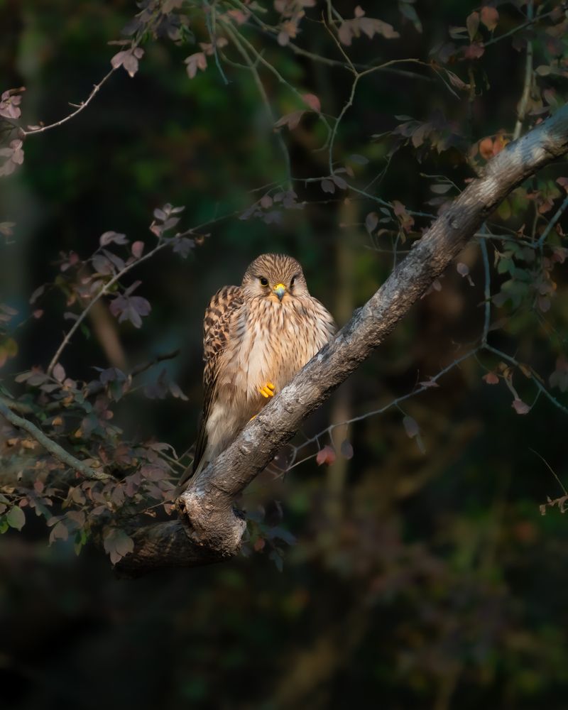 Photograph by Solanki Ravirajsinh