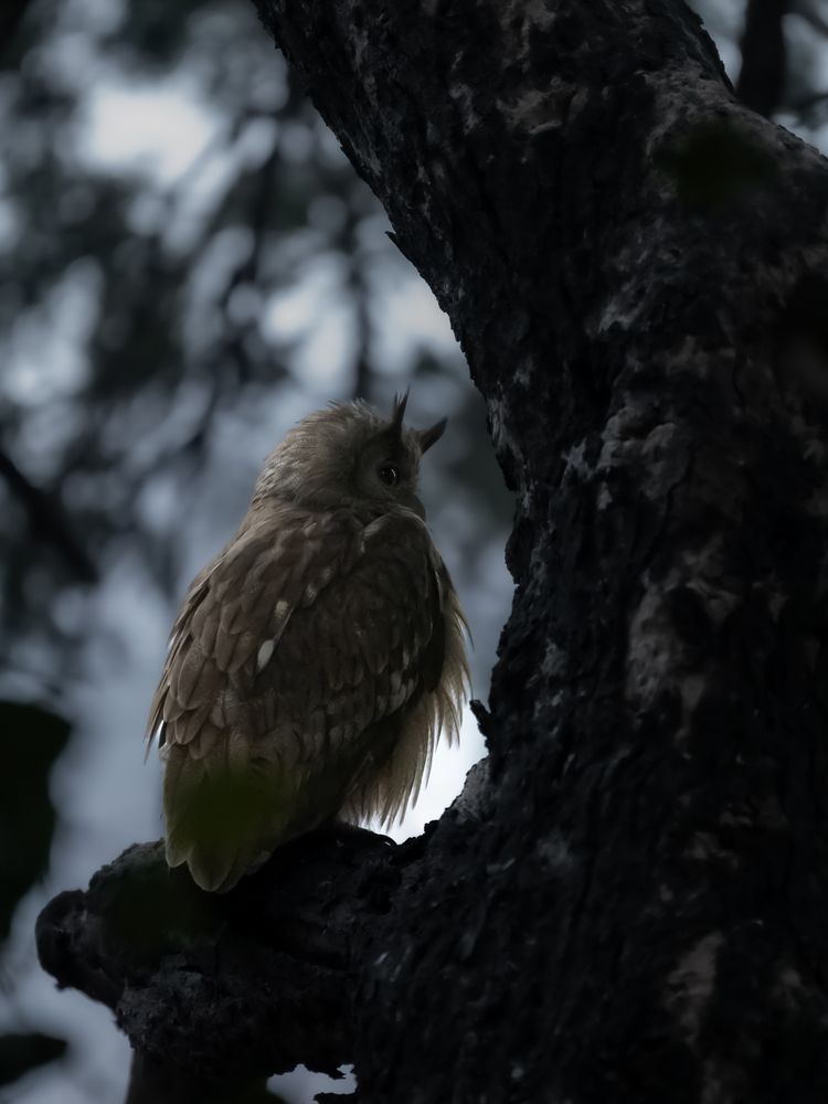 Photograph by Solanki Ravirajsinh