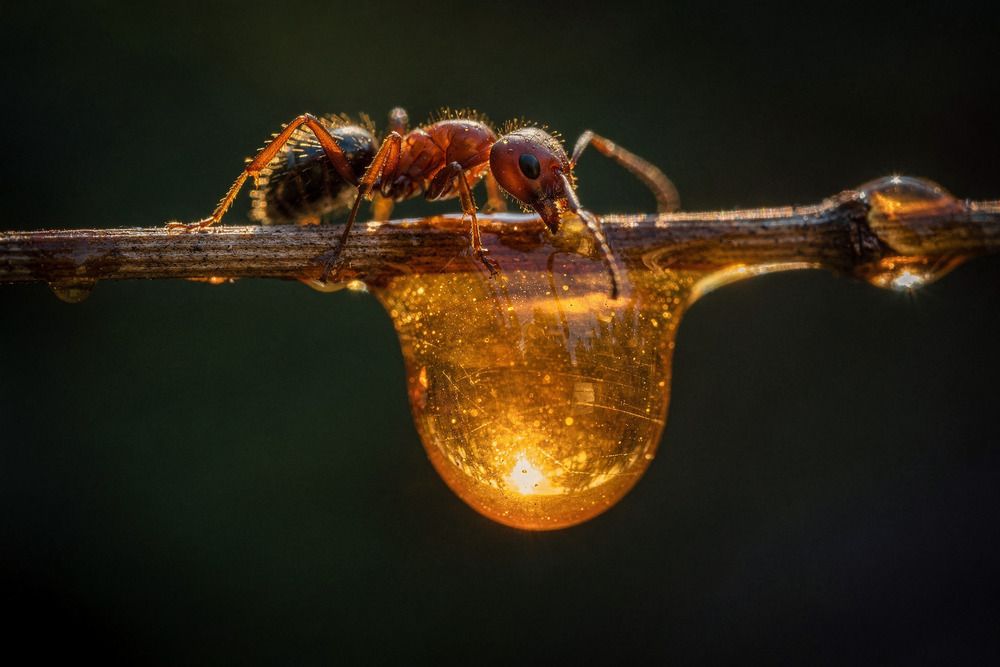 Photograph by Валерий Петухов