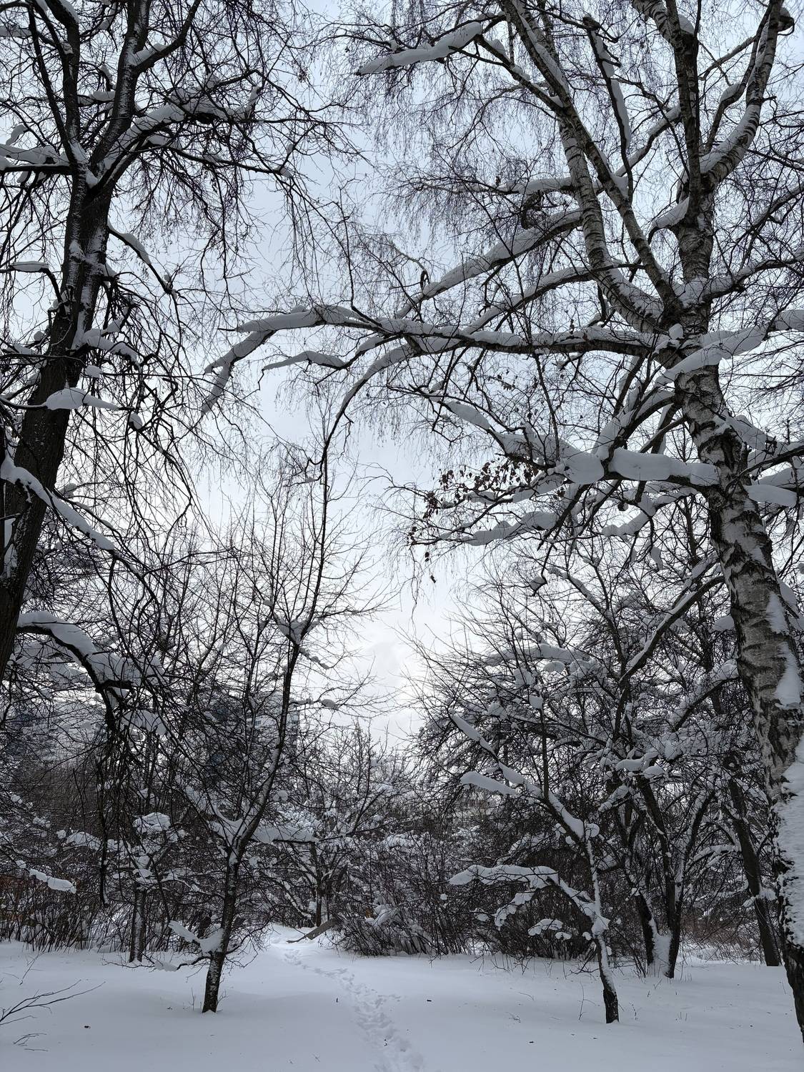 Photo #13115743