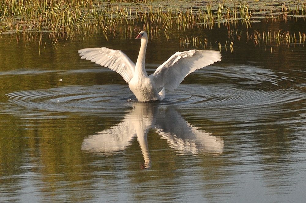 Photograph by Николай Леухин