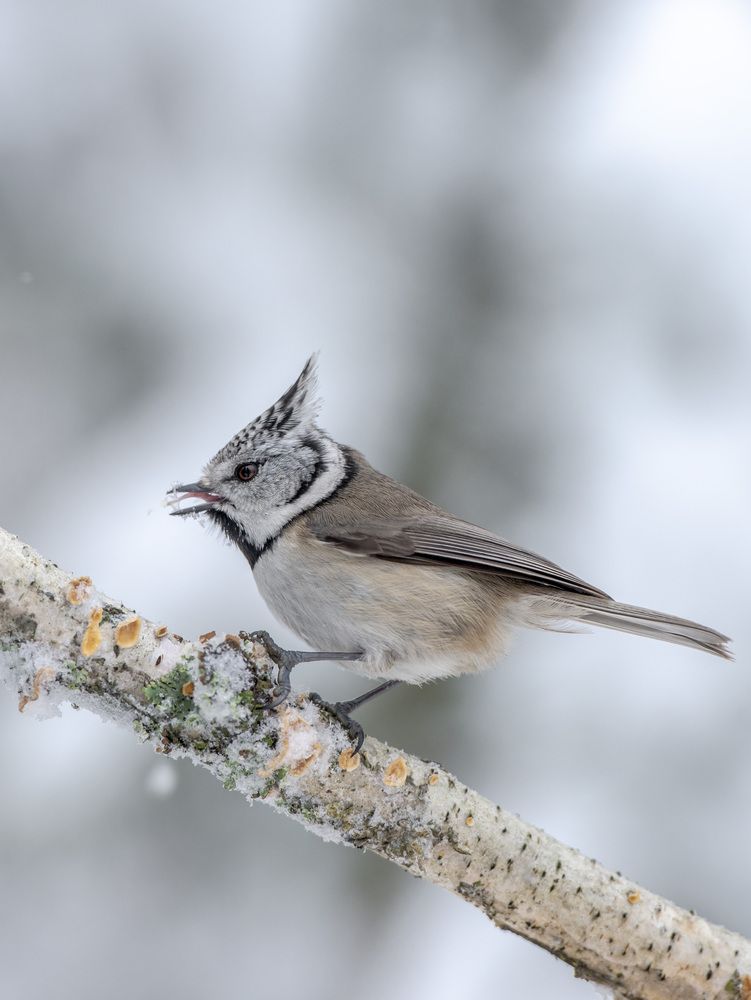 Хохлатая синица