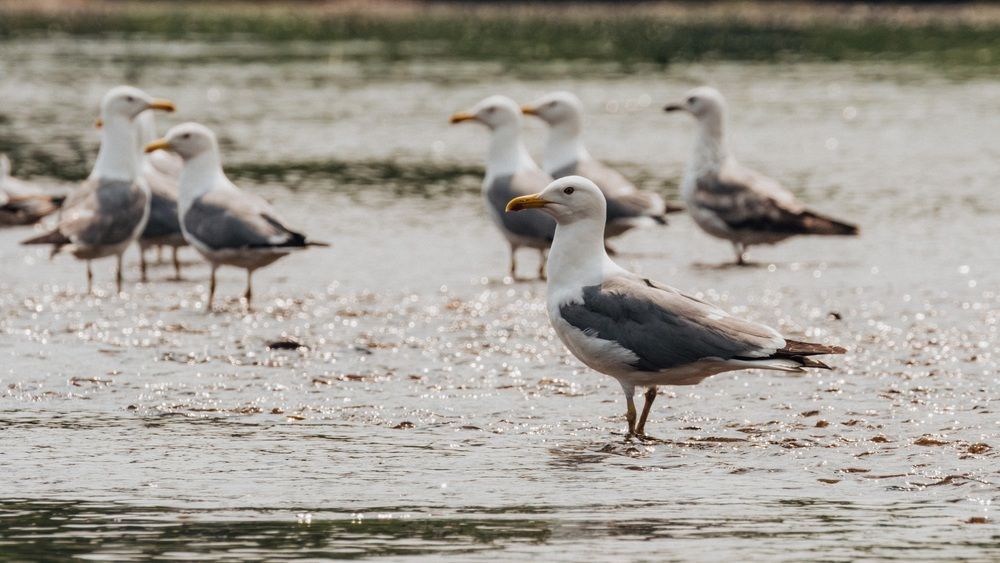Photograph by Максим Медведев