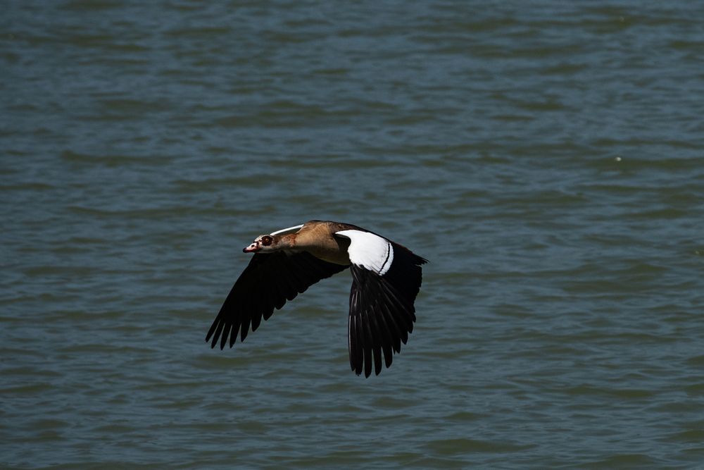 Photograph by Mike Sappojnikoff