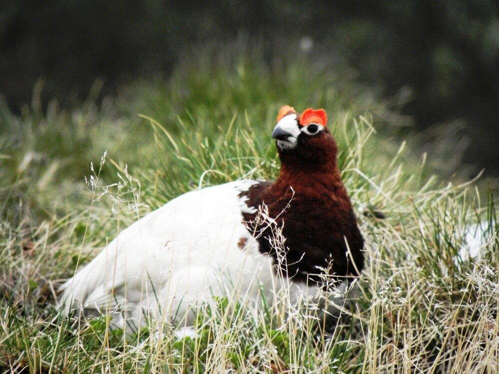 Наблюдатель