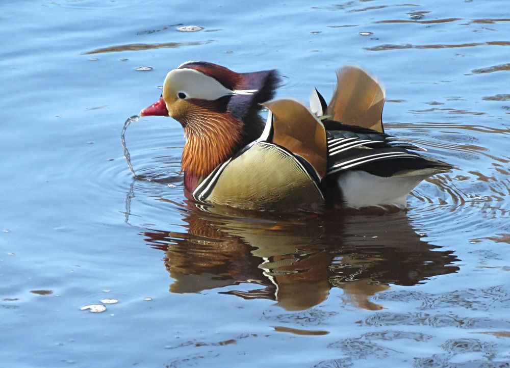 Photograph by Галина Пименова