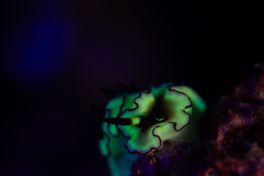 Photograph by Christian Pälchen
