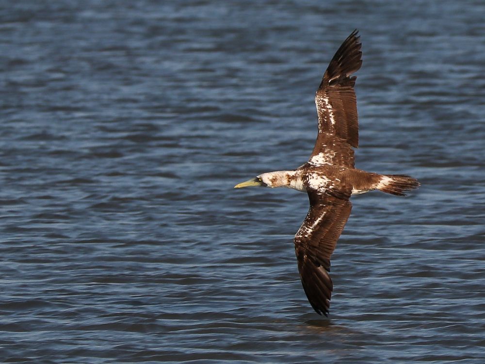Masked booby flying