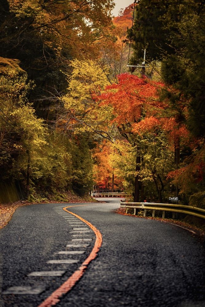 A quiet autumn road in Osaka