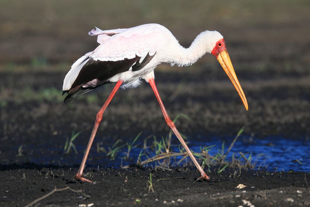 Photograph by Александр Журавлев