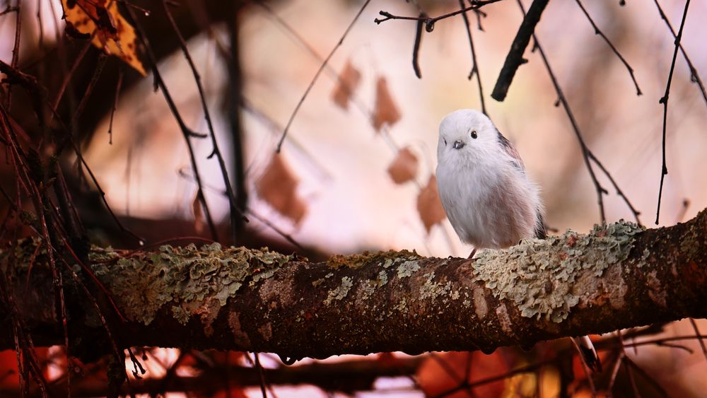 Photograph by Виктория Шажко