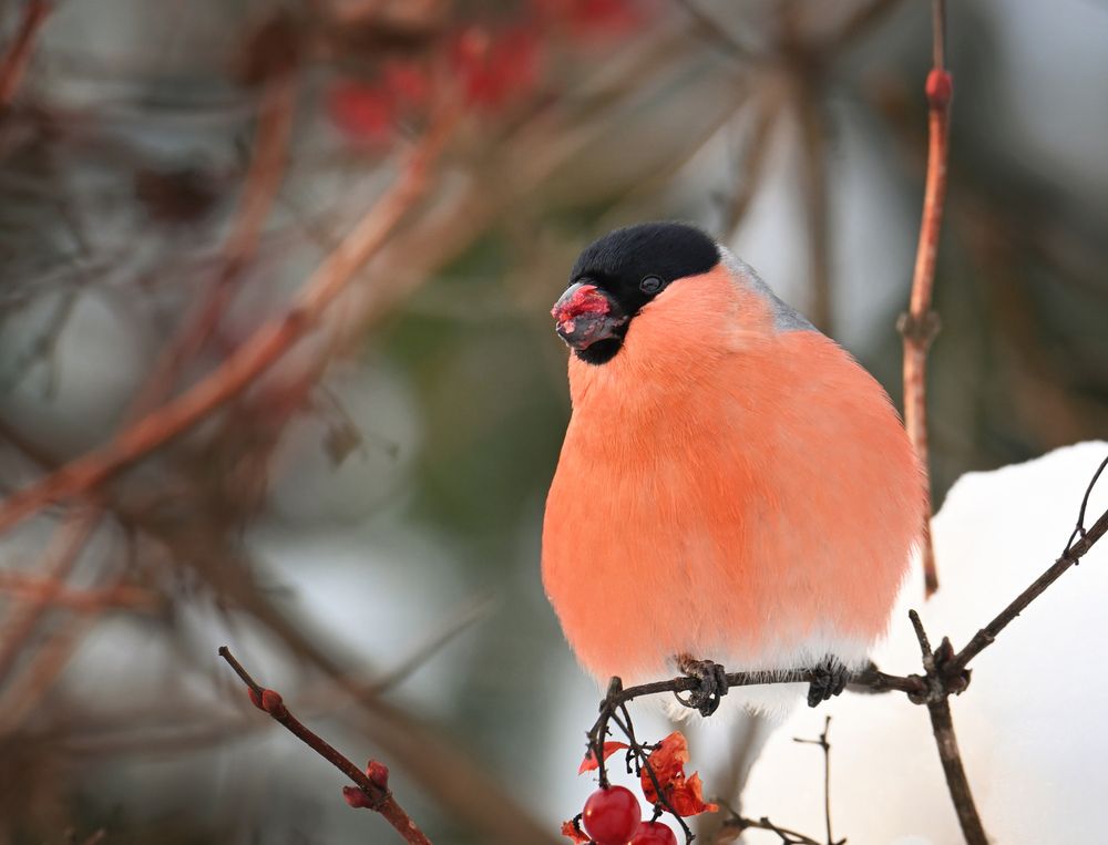 Photograph by Виктория Шажко