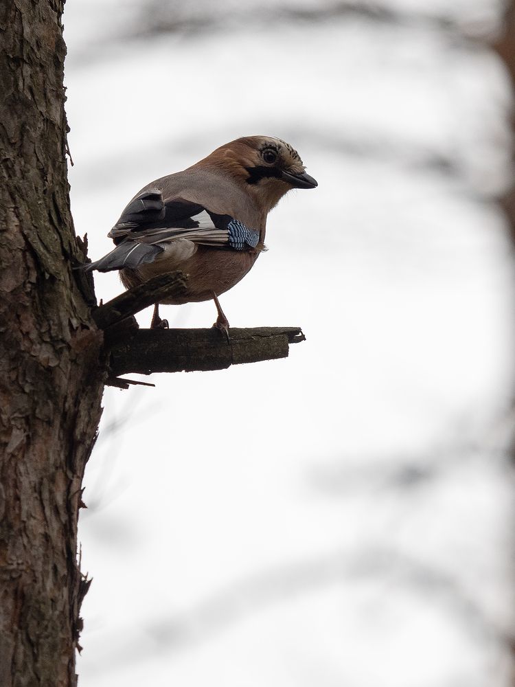 Фотография автора Маргарита Ивкова