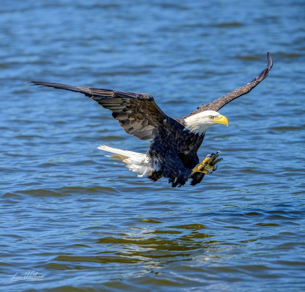 Photograph by Lisa Watkins