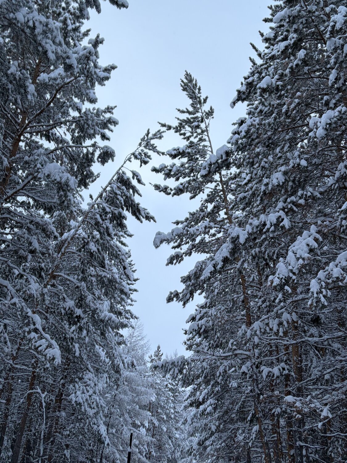 Photo #13116482
