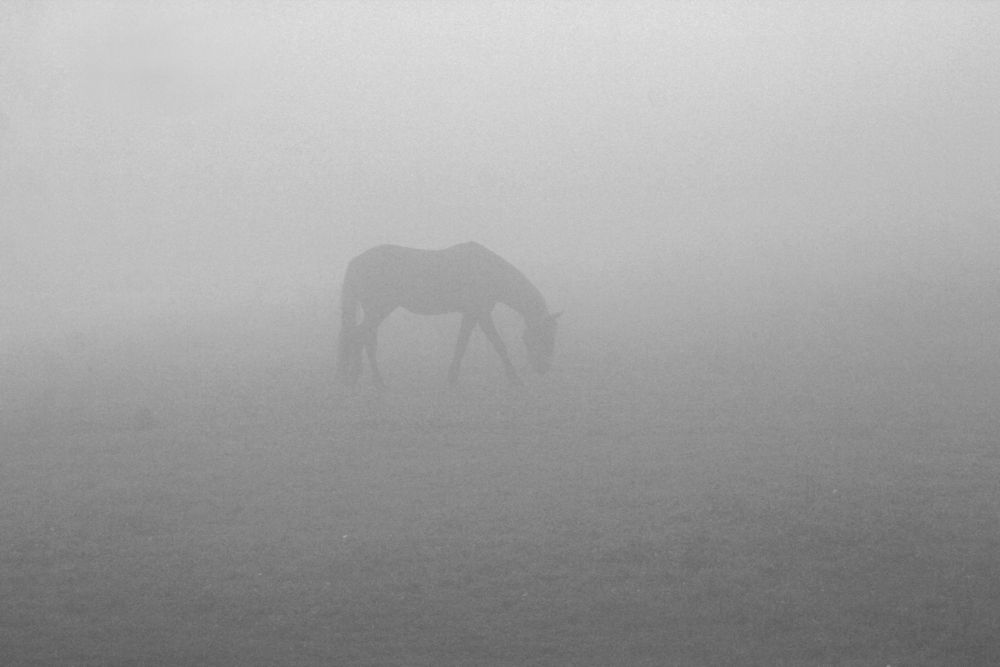 Выгул коня на рассвете.
