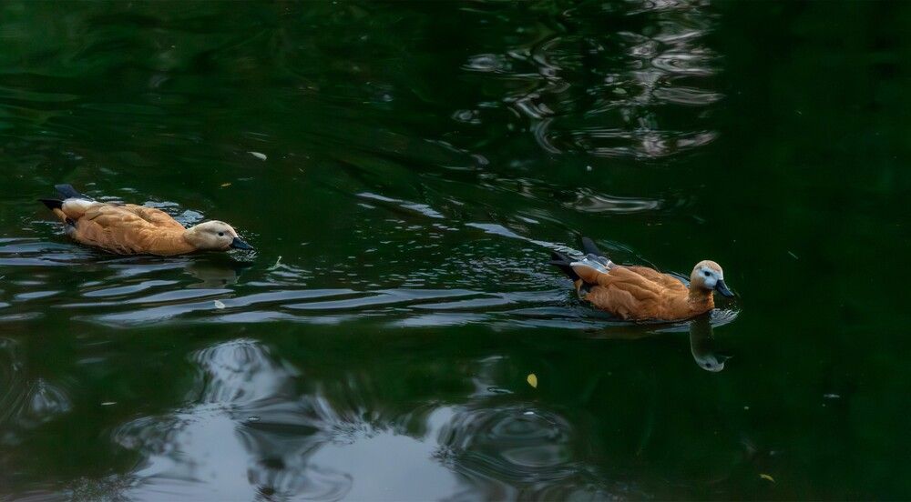 Photograph by Александр Порохов