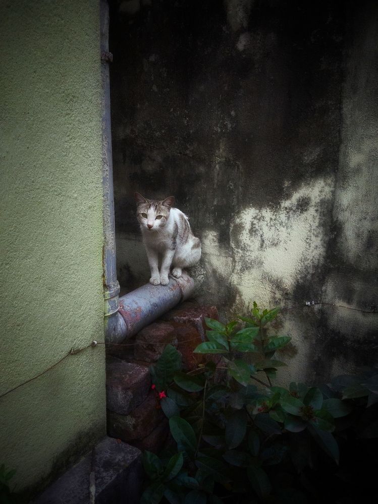 Lonely cat