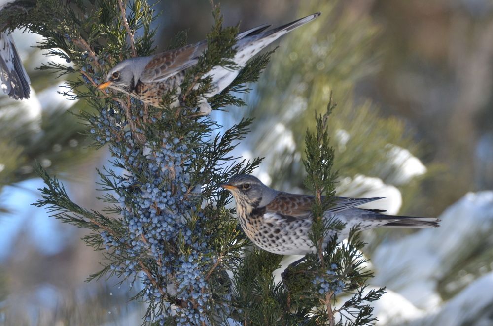 Photograph by Нина Паршина