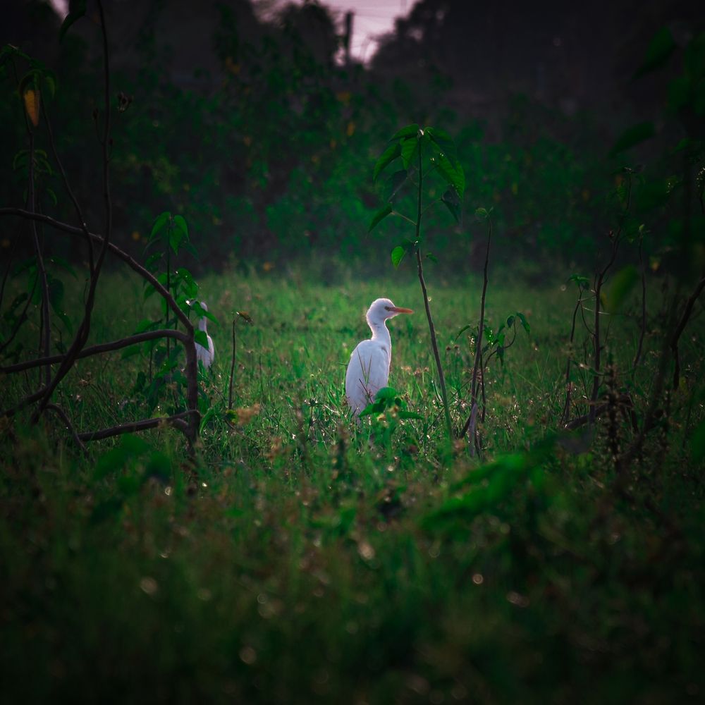 Фотография автора Sagnik Chowdhury