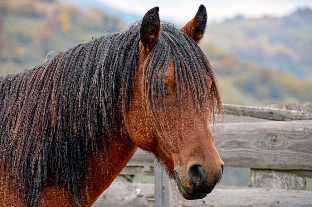 Лошадь этого года