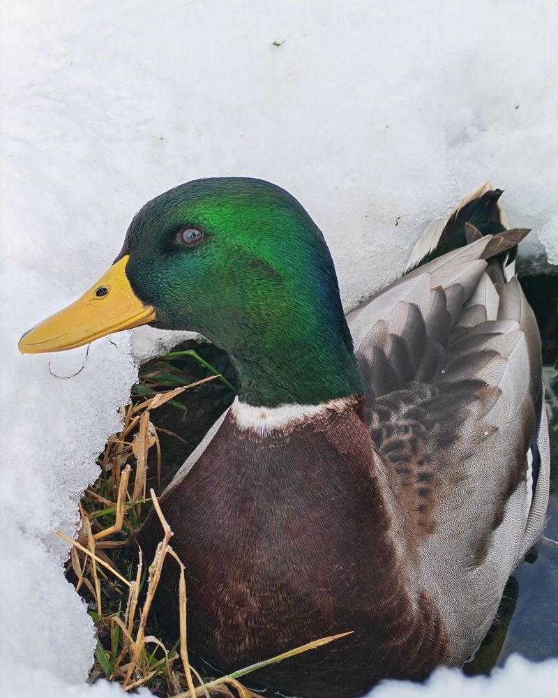 Photograph by Любовь Лунина