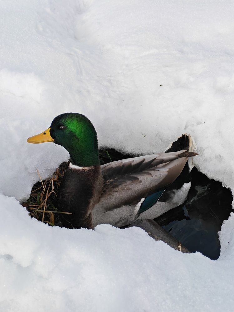 Photograph by Любовь Лунина