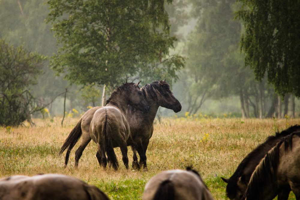 Photograph by Kristina Nutautiene