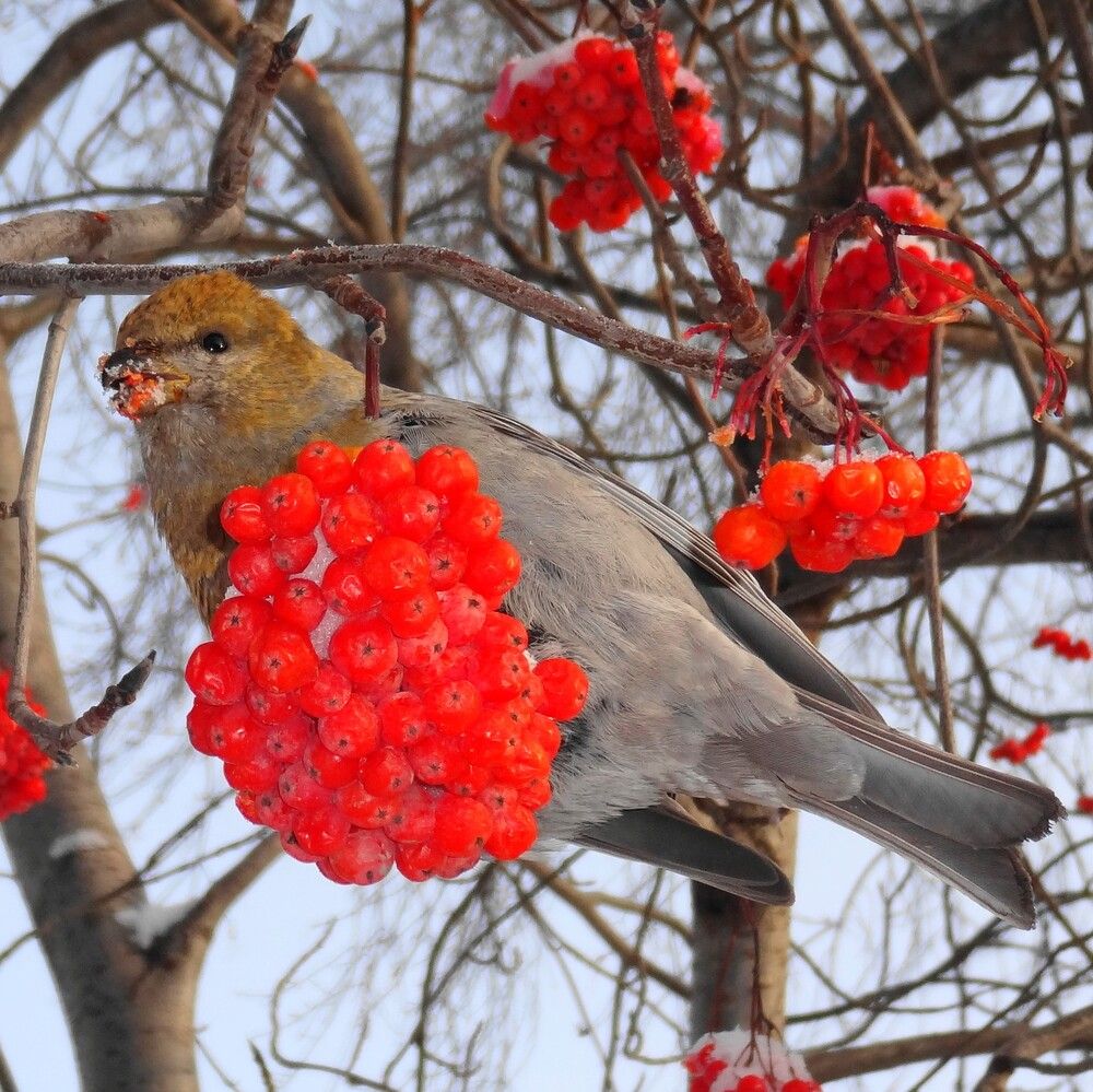 Щур питается ягодами рябины
