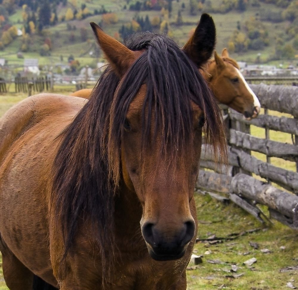 Чего принёс?