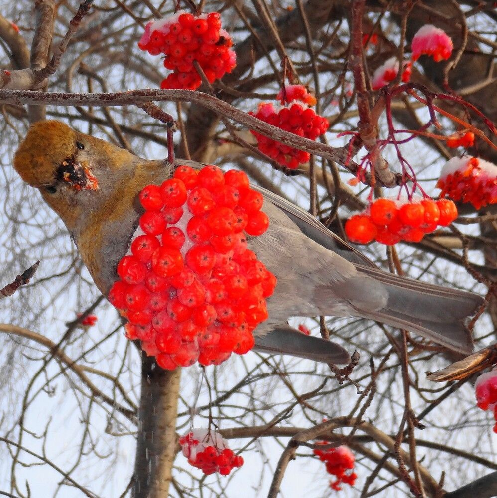 Молодой самец щура, питающийся ягодами рябины