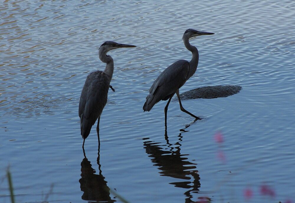 Photograph by Владимир Малёшин