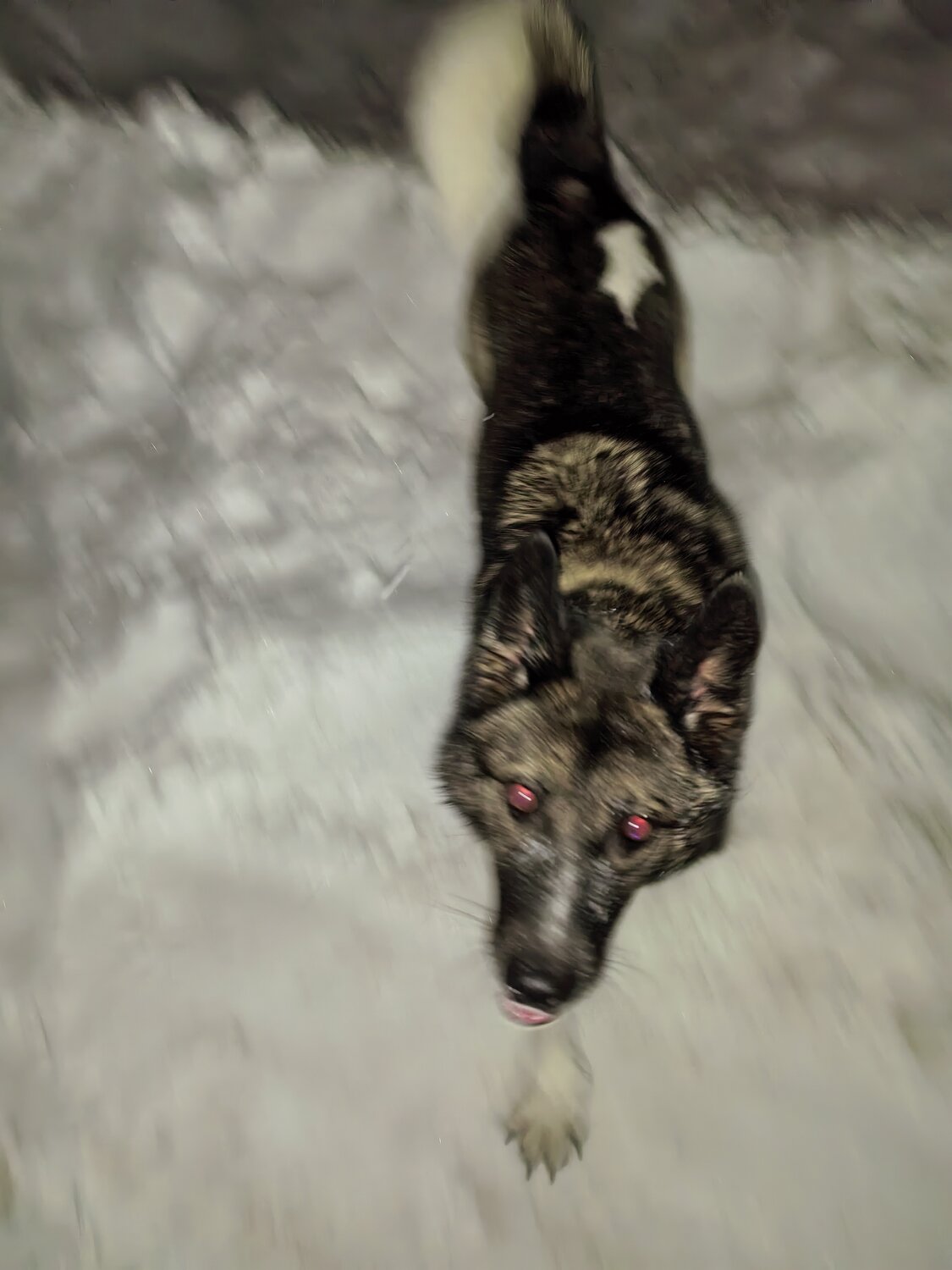 Photo #13117163